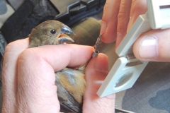 Apreensão-de-aves-em-Criciúma-Curió-4-Divulgação-Decom-